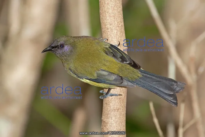 : Bellbird - Tiritiri Matangi Island : Bellbird - Tiritiri Matangi Island