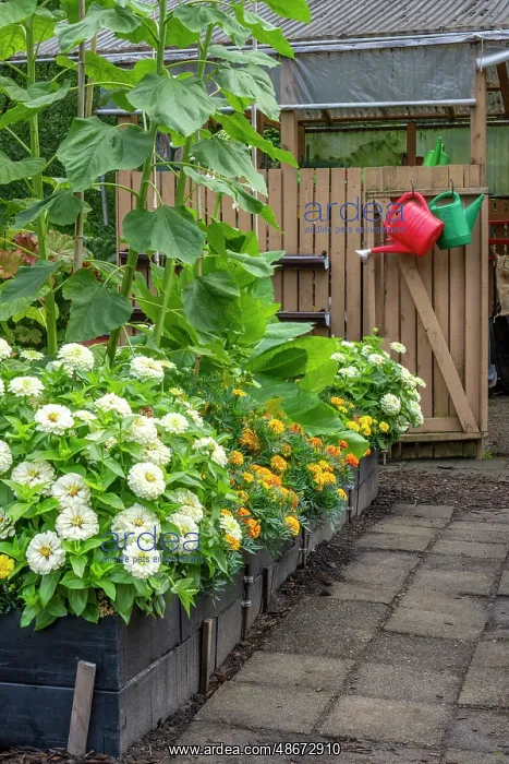 : Bellevue, Washington State, USA. Dahlias, marigolds and : Bellevue, Washington State, USA. Dahlias, marigolds and