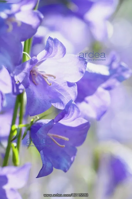 : Bellflower, Campanula persicifolia, Close view of : Bellflower, Campanula persicifolia, Close view of