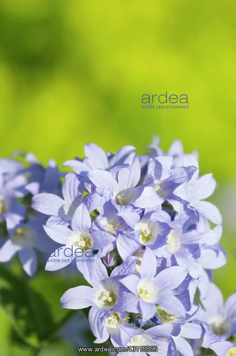 : Bellflower, Milky bellflower, Campanula lactiflora : Bellflower, Milky bellflower, Campanula lactiflora