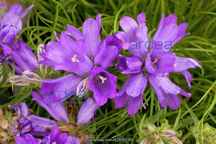 : A bellflower relative : A bellflower relative