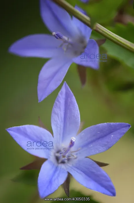 : Bellfower, Campanula, Campanula poscharskyana : Bellfower, Campanula, Campanula poscharskyana