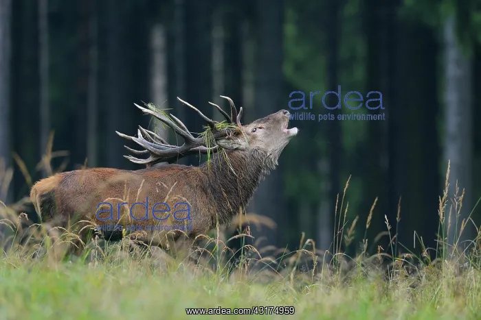 : Belling Red deer in Rutting Season, Cervus elaphus : Belling Red deer in Rutting Season, Cervus elaphus