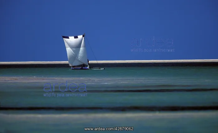 : Bellot Boat sailing on the sea : Bellot Boat sailing on the sea