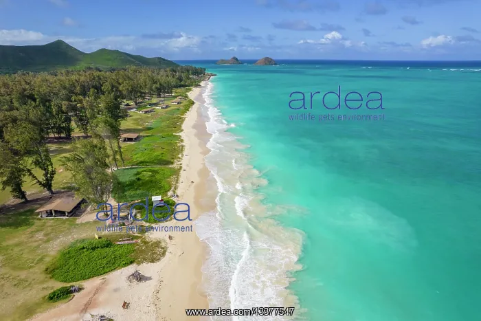 : Bellows Beach, Waimanalo, Oahu, Hawaii : Bellows Beach, Waimanalo, Oahu, Hawaii
