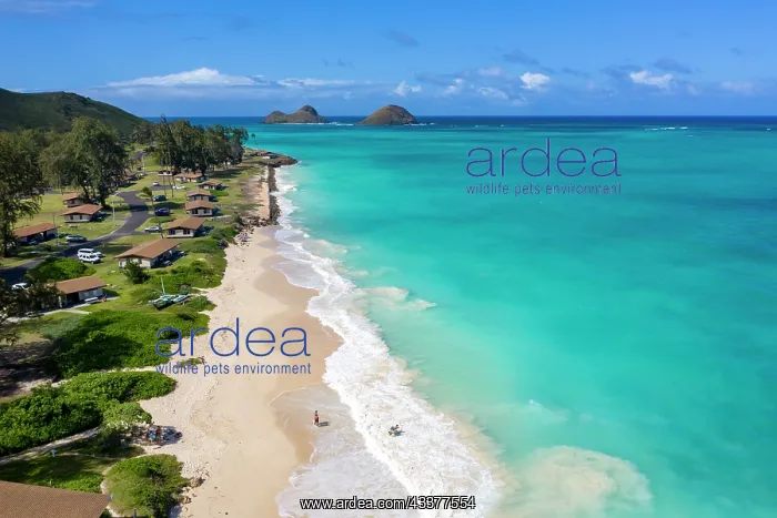 : Bellows Beach, Waimanalo, Oahu, Hawaii : Bellows Beach, Waimanalo, Oahu, Hawaii