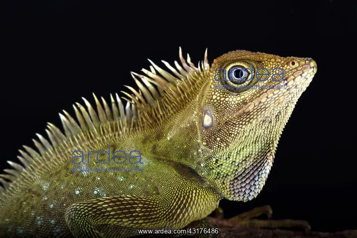: Bell's angle head lizard (Gonocephalus bellii) : Bell's angle head lizard (Gonocephalus bellii)