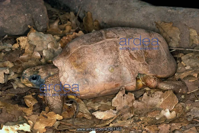 : Bell's hingeback tortoise : Bell's hingeback tortoise