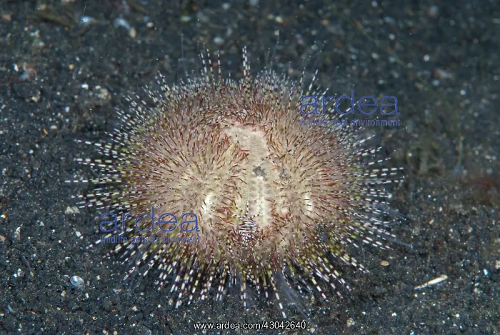 : Bell's Sea Urchin Juvenile with Zebra Urchin Crab : Bell's Sea Urchin Juvenile with Zebra Urchin Crab
