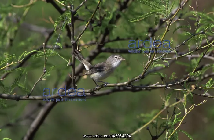  : Bell's Vireo