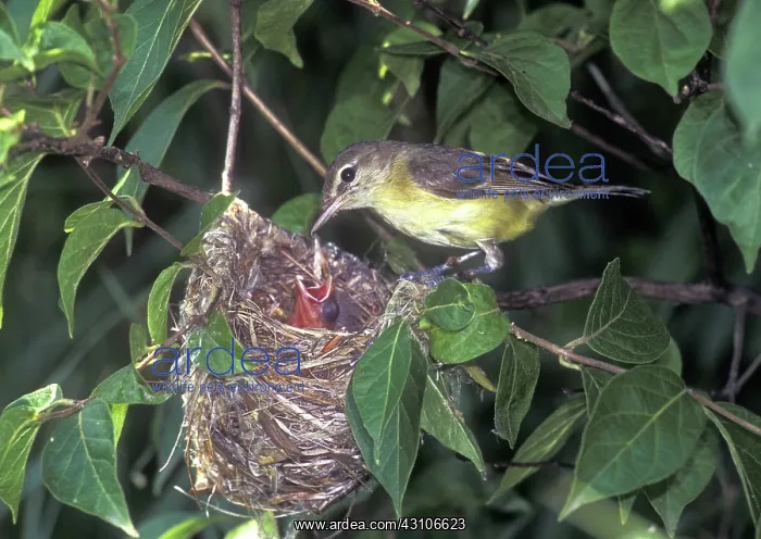 : Bell's Vireo (Vireo bellii) : Bell's Vireo (Vireo bellii)