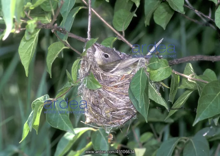 : Bell's Vireo (Vireo bellii) Incubating : Bell's Vireo (Vireo bellii) Incubating