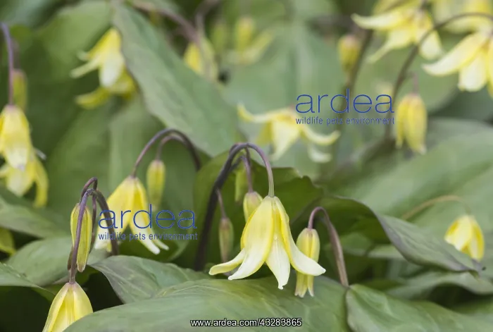 : Bellwort, Sessile bellwort, Uvularia sessilifolia : Bellwort, Sessile bellwort, Uvularia sessilifolia