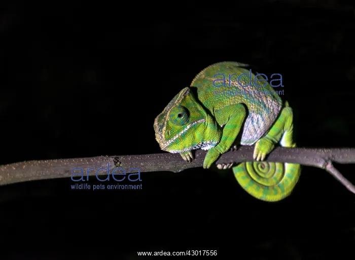 : Belted Chameleon female on tree : Belted Chameleon female on tree