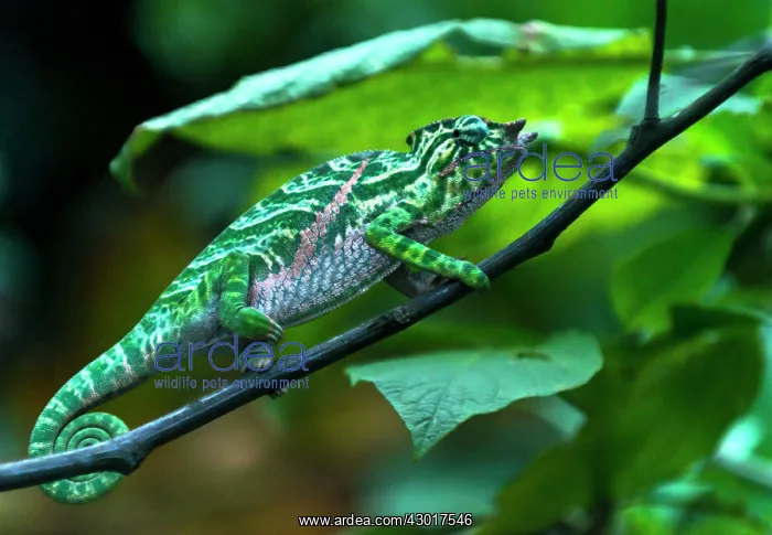 : Belted Chameleon male on tree : Belted Chameleon male on tree
