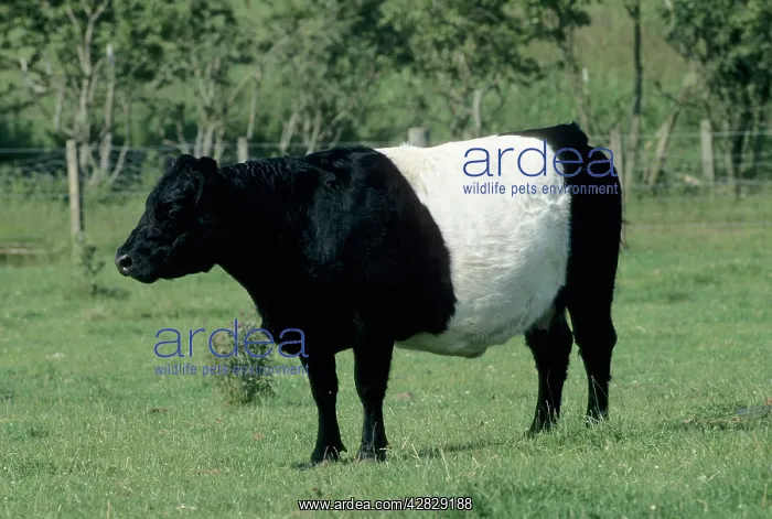  : Belted Galloway