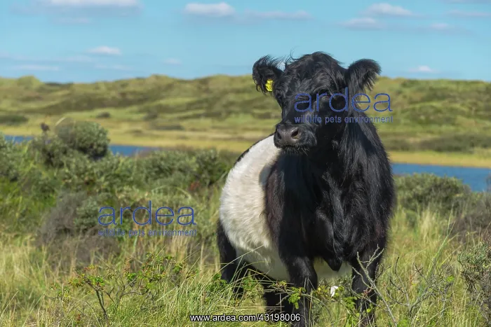 : Belted Galloway, cattle breed, young bull on a pasture : Belted Galloway, cattle breed, young bull on a pasture