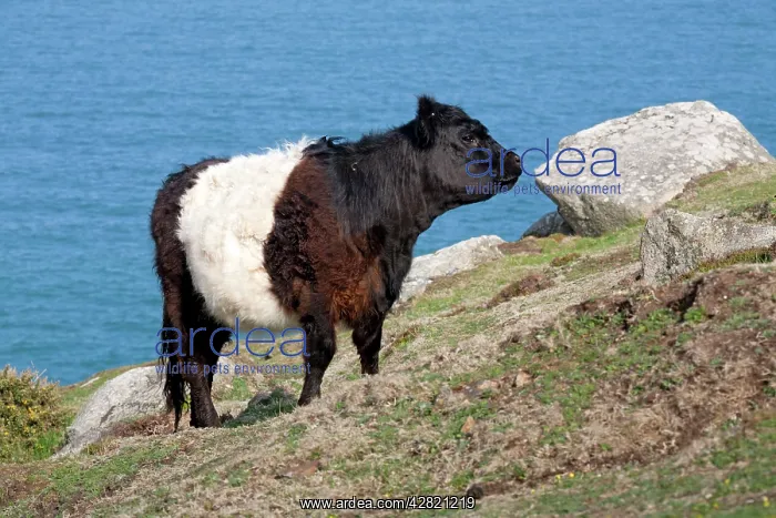 : Belted Galloway Cow - coast : Belted Galloway Cow - coast