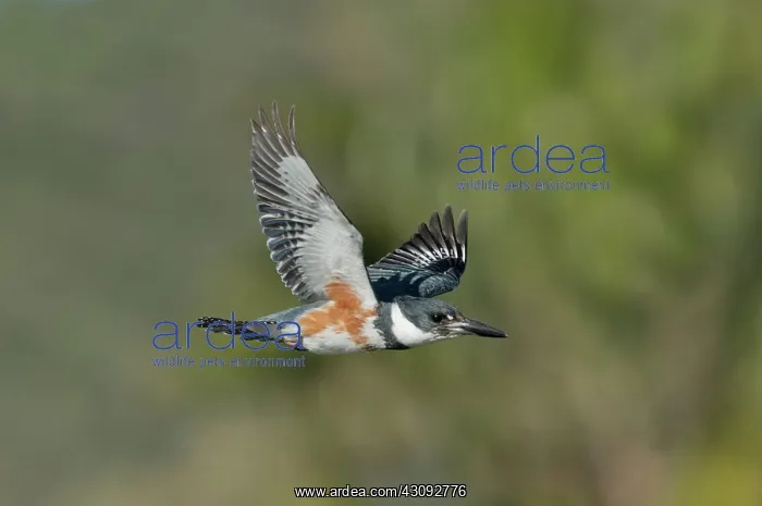  : Belted Kigfisher female flying