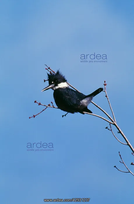 : Belted KINGFISHER : Belted KINGFISHER