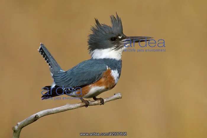 : Belted Kingfisher : Belted Kingfisher