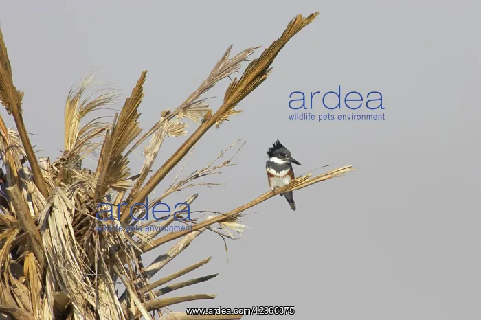 : Belted Kingfisher : Belted Kingfisher