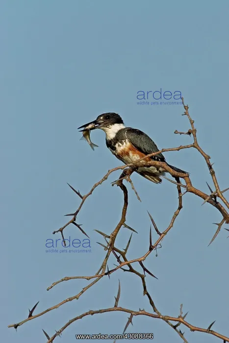 : Belted Kingfisher : Belted Kingfisher