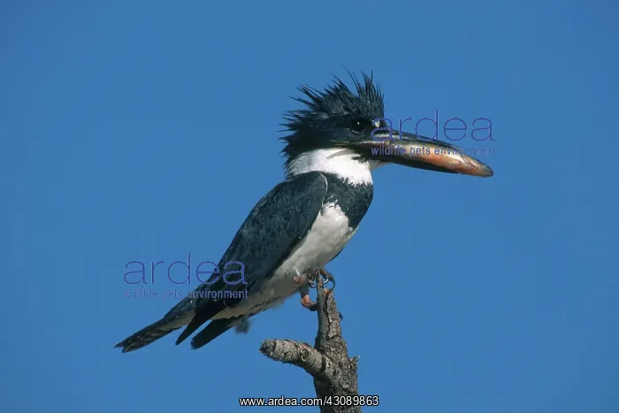 : Belted Kingfisher : Belted Kingfisher