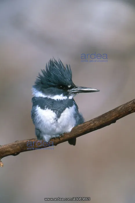 : Belted Kingfisher : Belted Kingfisher