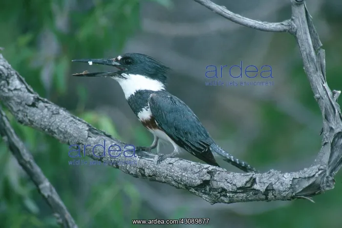 : Belted Kingfisher : Belted Kingfisher