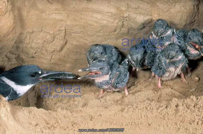 : Belted Kingfisher : Belted Kingfisher