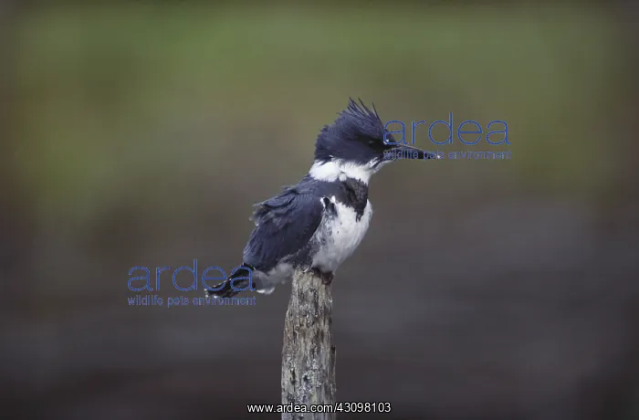 : Belted Kingfisher : Belted Kingfisher