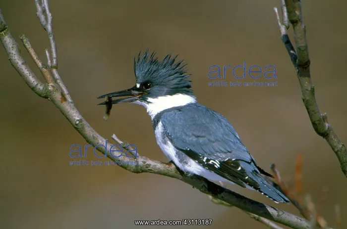 : Belted Kingfisher : Belted Kingfisher