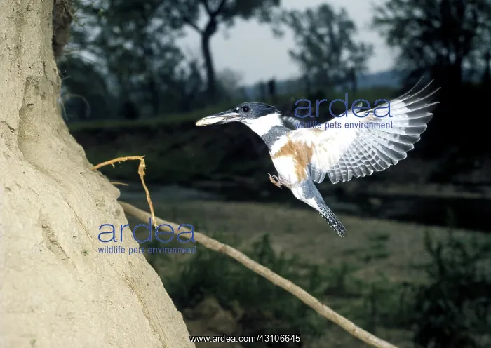 : Belted Kingfisher (Ceryle alcyon) : Belted Kingfisher (Ceryle alcyon)