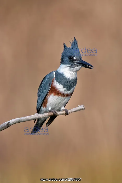  : Belted Kingfisher - Ceryle alcyon - Adult male