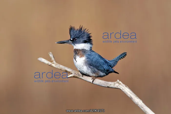 : Belted Kingfisher - Ceryle alcyon - Male - December : Belted Kingfisher - Ceryle alcyon - Male - December