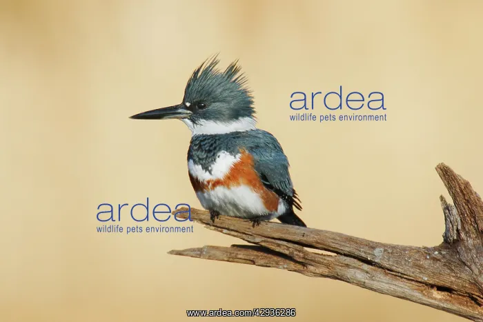  : Belted Kingfisher - female