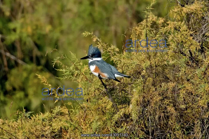 : Belted Kingfisher female : Belted Kingfisher female