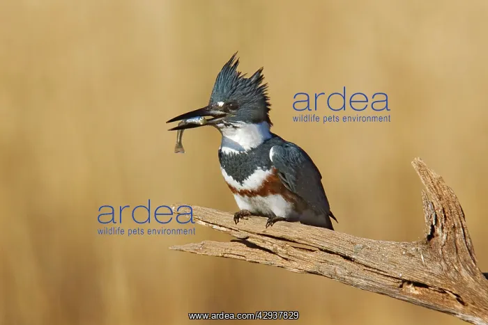 : Belted Kingfisher - with fish in beak : Belted Kingfisher - with fish in beak