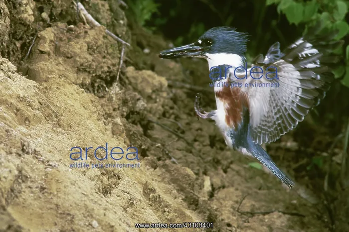: Belted Kingfisher with fish in beak : Belted Kingfisher with fish in beak