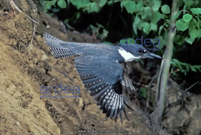 : Belted Kingfisher leaving nest : Belted Kingfisher leaving nest
