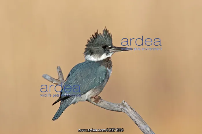 : Belted Kingfisher - male : Belted Kingfisher - male