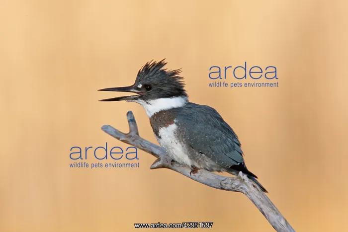 : Belted Kingfisher - male with beak open : Belted Kingfisher - male with beak open