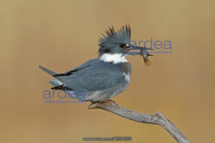 : Belted Kingfisher - male with fish in mouth : Belted Kingfisher - male with fish in mouth