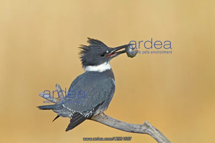 : Belted Kingfisher - male with fish in mouth : Belted Kingfisher - male with fish in mouth