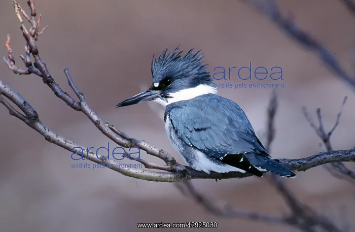 : Belted KINGFISHER - male perched on branch : Belted KINGFISHER - male perched on branch