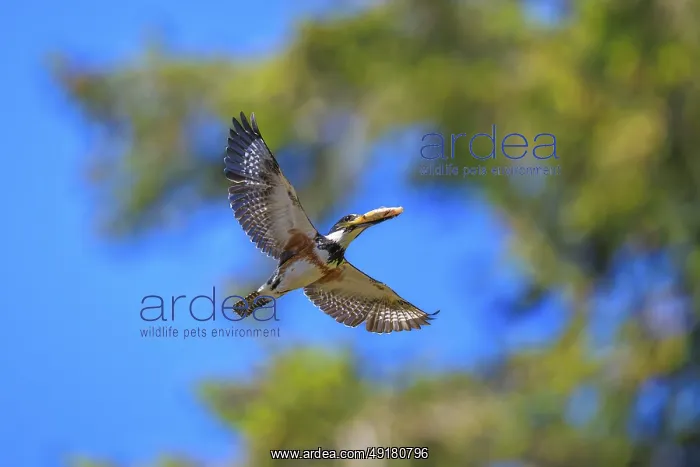: A Belted Kingfisher (Megaceryle alcyon) flying with its catch : A Belted Kingfisher (Megaceryle alcyon) flying with its catch
