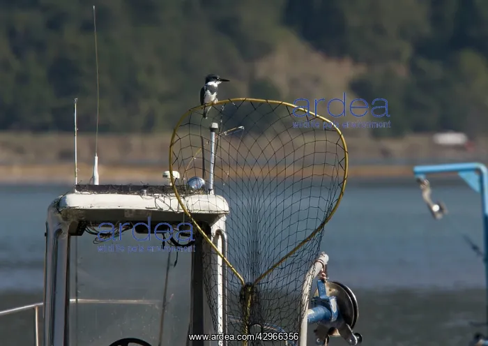 : Belted Kingfisher - perched on fisherman's net on boat : Belted Kingfisher - perched on fisherman's net on boat
