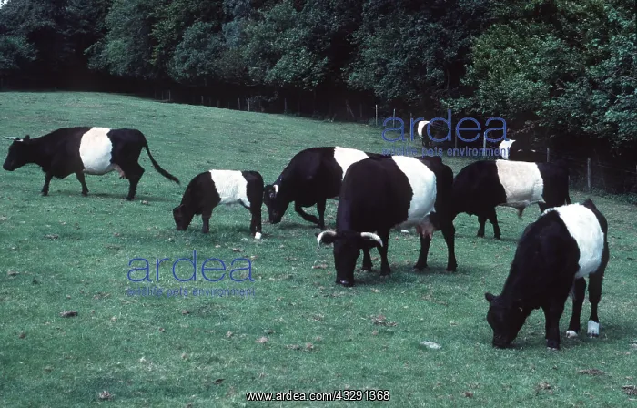 : Belted Welsh Black Cattle : Belted Welsh Black Cattle