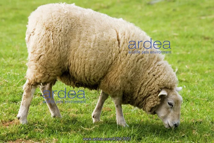 : Beltex double muscled sheep - grazing : Beltex double muscled sheep - grazing